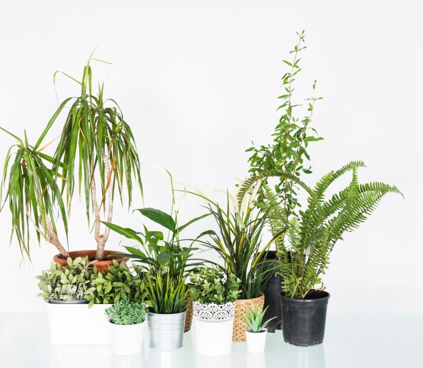 artificial plants